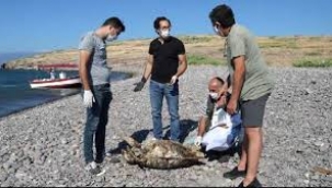 FOÇADA ÖLÜ CARETTA CARETTA BULUNDU