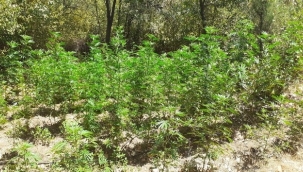 İzmir'de 3 bin 210 kök kenevir ele geçirildi