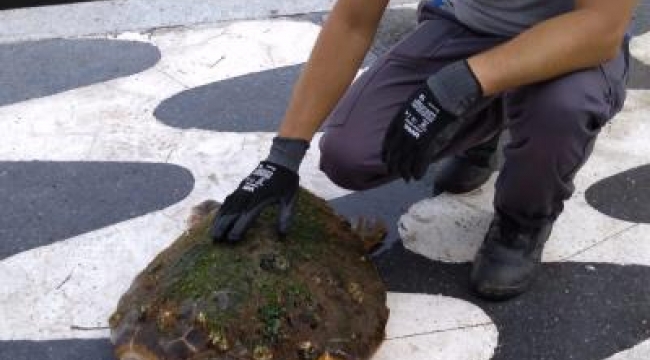 İzmir Körfezi'nde kıyıya vuran caretta caretta kurtarıldı