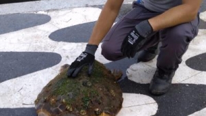 İzmir Körfezi'nde kıyıya vuran caretta caretta kurtarıldı