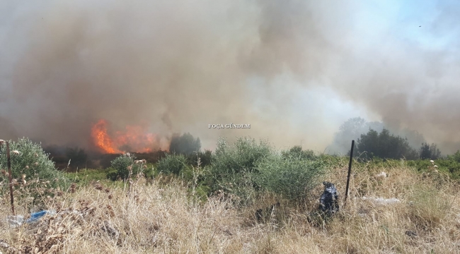  Foça'da iki hektarlık makilik alan yandı