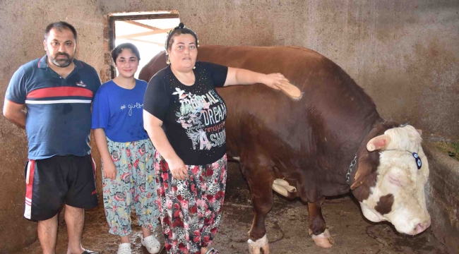 Menemen'de kapılardan geçemeyen 1400 kg'lik Boğa satışa çıktı