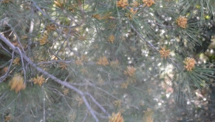 "POLEN ALERJİ BÜLTENİ" İZMİRLİLERDEN YOĞUN İLGİ GÖRDÜ