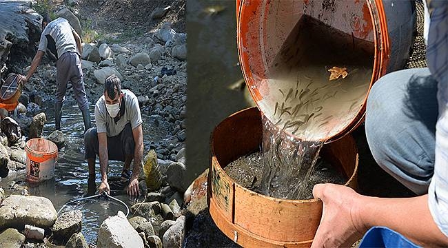 Su birikintisinde mahsur kalan balık yavruları kurtarıldı