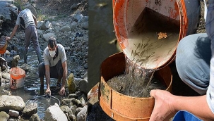 Su birikintisinde mahsur kalan balık yavruları kurtarıldı