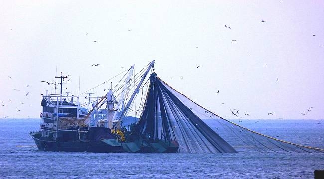 Balık sezonu 1 Eylül'de başlıyor