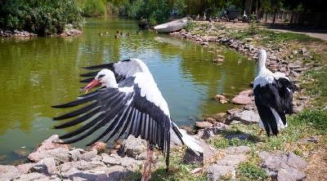 Doğal Yaşam Parkı'nda tedavi edilen leylekler doğaya bırakıldı