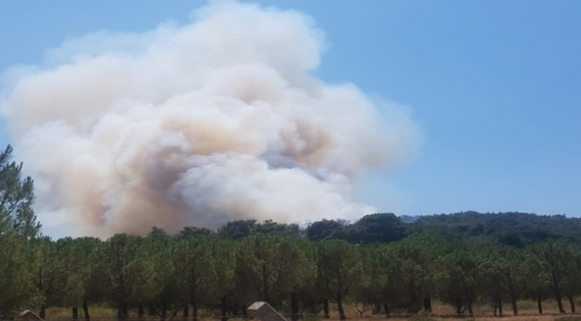 İzmir'de bir orman yangını daha çıktı