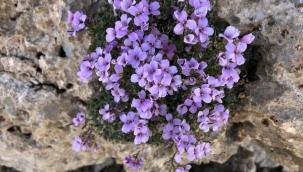 Nesli Tükendiği Sanılan Bitki "Bakır Kazteresi" Yeniden Bulundu