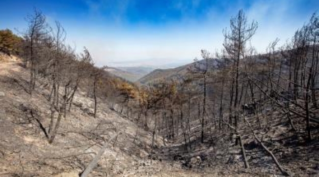 Yangının yıldönümünde Büyükşehir'den Orman İzmir raporu