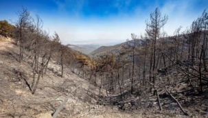 Yangının yıldönümünde Büyükşehir'den Orman İzmir raporu
