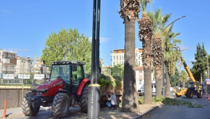 Aliağa'daki Palmiyeler Budanıyor