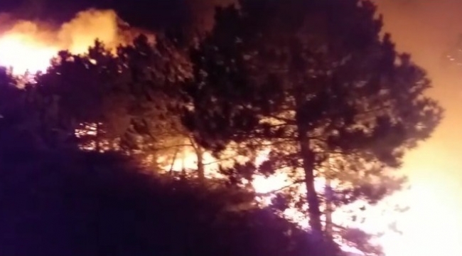 Bergama'dai orman yangını sonrası ağır bilanço: Onlarca hektar ormanlık alan küle döndü