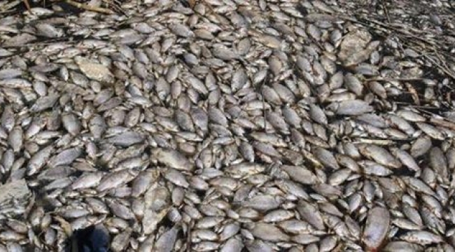 Foça'da Oksijensizlikten binlerce balık öldü 