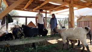 Kıl Keçisi Üreticisinin Yüzü Gülüyor