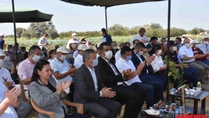 Türkiye'de ilk defa Menemen'de Sık Dikim ve Telli Terbiye ile incir yetiştirildi