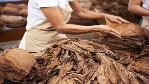 Tütün ihracatında hedef: 1 milyar dolar