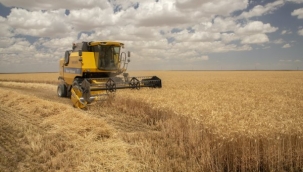 Ülker'in Bisküvilik, Yüksek Verimli Aliağa Buğdayı'nda Ilk Hasat Yapıldı