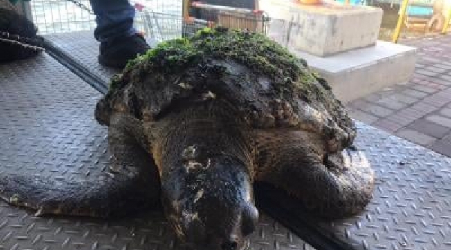 Yaralı halde bulunan caretta caretta tedavi altına alındı