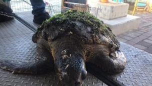 Yaralı halde bulunan caretta caretta tedavi altına alındı