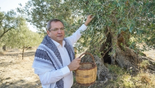 Ağaçlardan İlk Zeytinyağı Üretildi