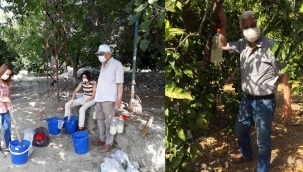 AKDENİZ MEYVE SİNEĞİNE KARŞI; OLİPE TUZAKLA MÜCADELE