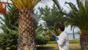 Aliağa'da Kırmızı Palmiye Böceğine Geçit Yok