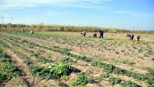 Aliağalı Kadınlardan Doğal Tarım Atağı