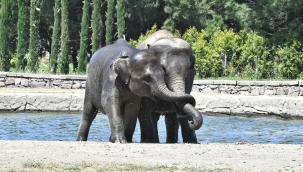 Doğal Yaşam Parkı pazartesi günü açılıyor