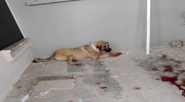 Hayvanları Koruma Günü'nde sokak köpeğini vurdu