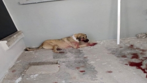 Hayvanları Koruma Günü'nde sokak köpeğini vurdu