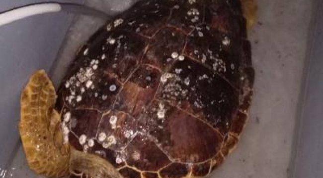 Körfez'de bulunan caretta ceratta DEKAMER'e gönderildi