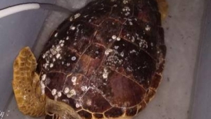 Körfez'de bulunan caretta ceratta DEKAMER'e gönderildi