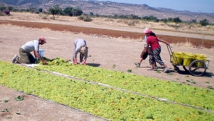 Türkiye, kuru üzüm üretiminde açık ara dünya lideri