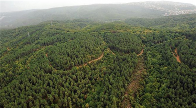 Aliağa'da Kuduz hastalığına karşı havadan müdahale 