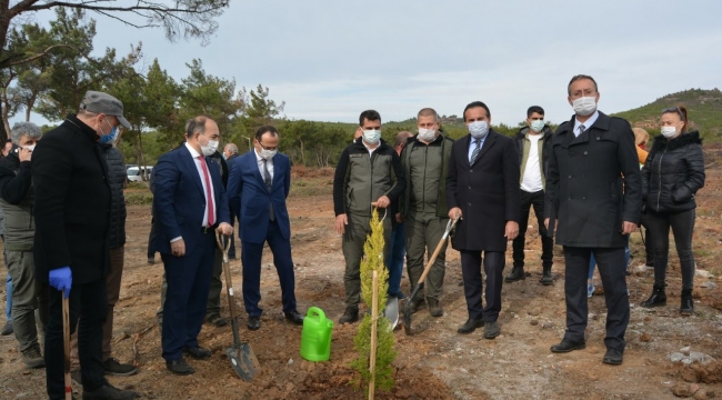 AYVALIK'TA YANAN ALANA  TOHUM SAÇILDI FİDAN DİKİLDİ