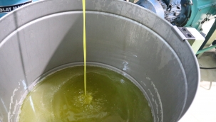 Kurak Geçen Yaz Zeytinde Rekolteyi Düşürdü