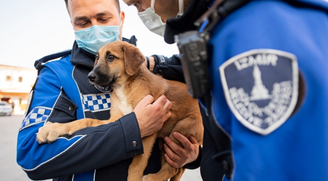 Aracın çarptığı yavru köpeği zabıta sahiplendi