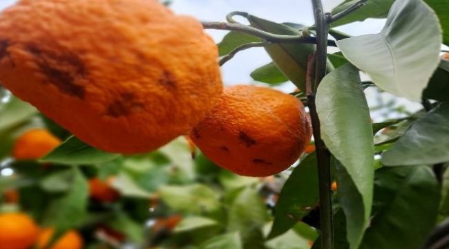 Kırağı ve yağmur mandalina ihracatçısı ve üreticisinin kolunu kanadını kırdı