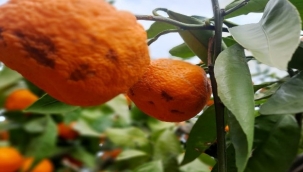 Kırağı ve yağmur mandalina ihracatçısı ve üreticisinin kolunu kanadını kırdı