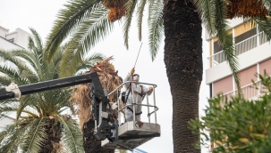 Palmiye ağaçlarına koruma kalkanı