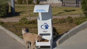 Sokakların Gerçek Sahipleri Sevimli Dostlar, Mamasız Kalmıyor