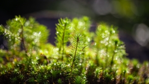 Zorlu Enerji sıfır karbon için 1.2 milyon fidan dikecek