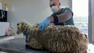 Bataklığa Saplanan Koyun Kurtarıldı