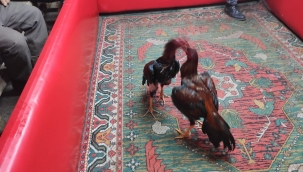 Kınık'da Horoz dövüştürenlere sosyal mesafe cezası