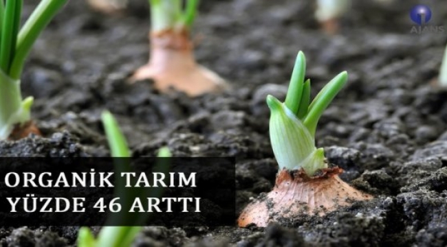 Organik Tarım Yüzde 46 Arttı