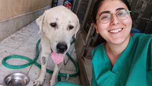 Umut kesilen köpeği Büyükşehir veterinerleri hayata döndürdü