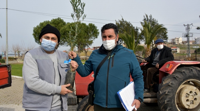 Aliağa Belediyesi 5 Binden Fazla Zeytin Fidanı Dağıtacak