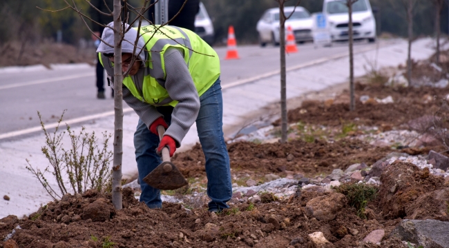 Aliağa Belediyesi'nden Bozköy'e 75 Adet Süs Armudu