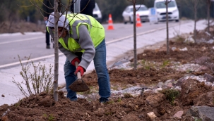 Aliağa Belediyesi'nden Bozköy'e 75 Adet Süs Armudu